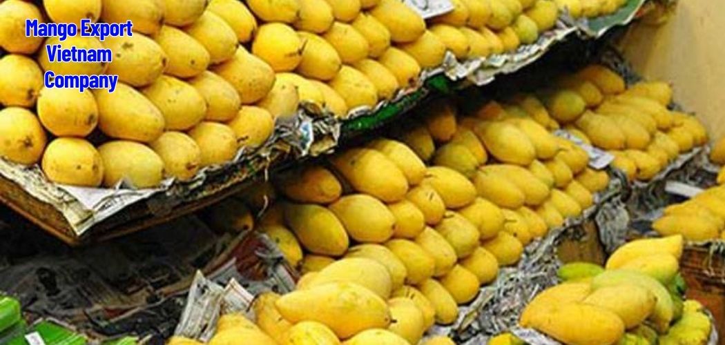 Mango Export Vietnam Fresh and Dried Mango Supplier Company 1
