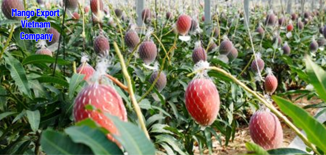 Mango Export Vietnam Fresh and Dried Mango Supplier Company 1