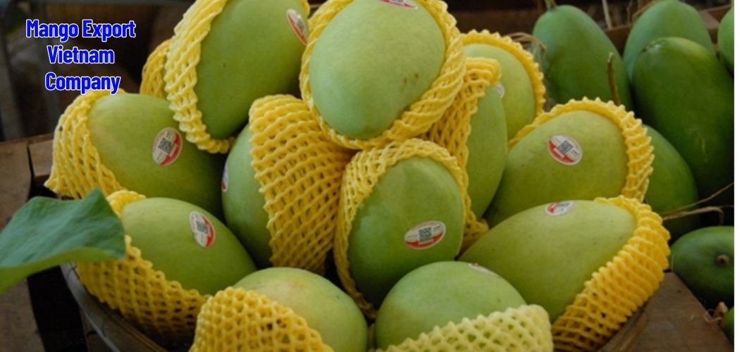 Mango Export Vietnam Fresh and Dried Mango Supplier Company 2