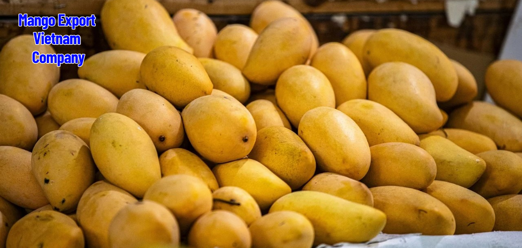 Mango Export Vietnam Fresh and Dried Mango Supplier Company