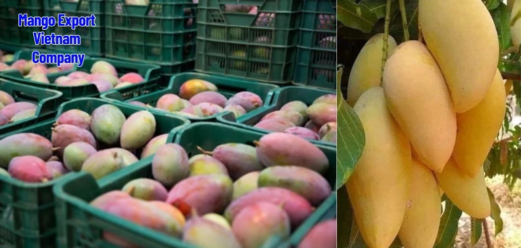 Mango Export Vietnam Fresh and Dried Mango Supplier Company 6